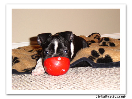 boston terrier photo baxter