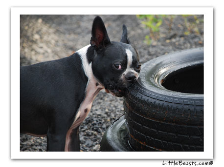 boston terrier photo dupont