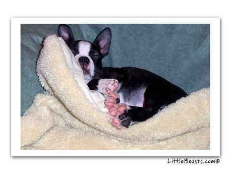 boston terrier photo cooper