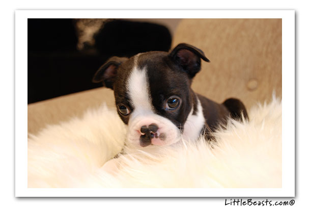 boston terrier photo of the week