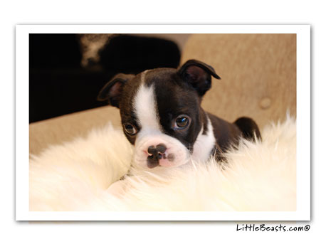 boston terrier photo ole