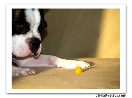 boston terrier photo Goma
