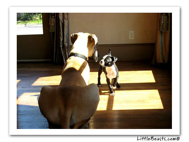 boston terrier photo of the week