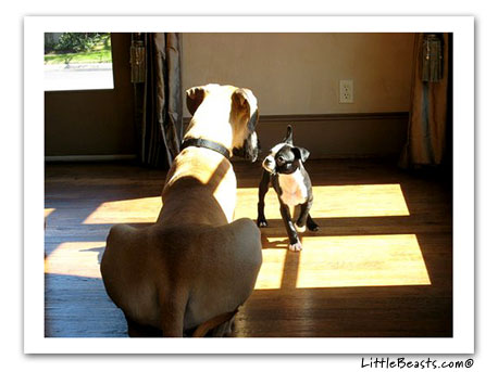 boston terrier photo jack