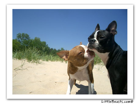boston terrier photo Gustav & Celia