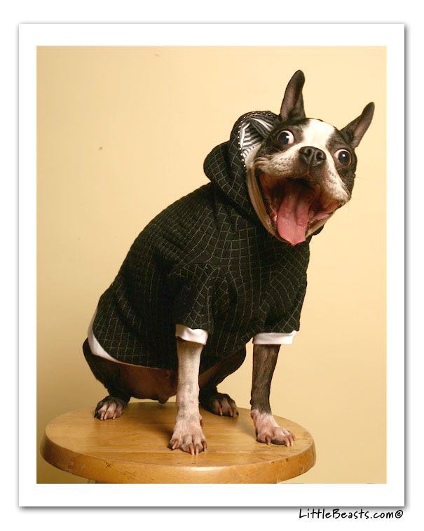 boston terrier photo of the week