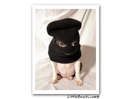 boston terrier photo norton