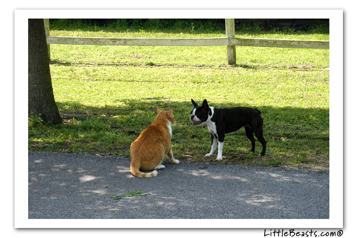 boston terrier photo of the week
