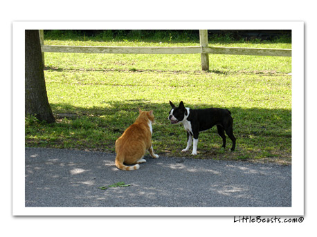 boston terrier photo Gliiter & Cheesey Poof