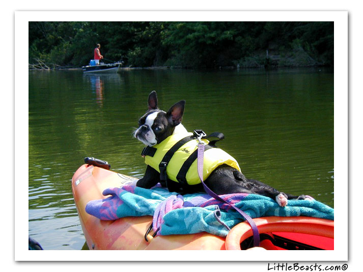 boston terrier photo of the week