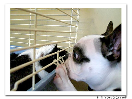 boston terrier photo Harrison