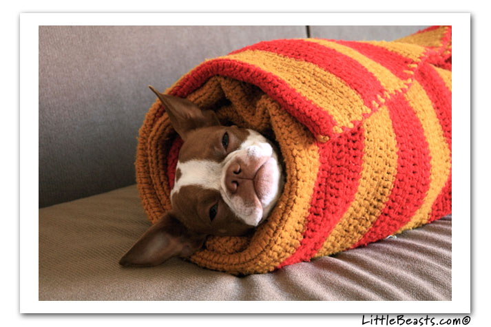 boston terrier photo of the week
