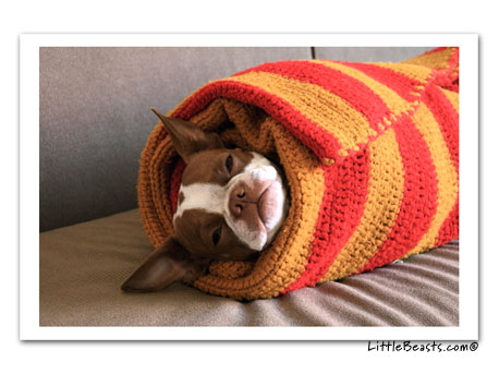 boston terrier photo Plumm