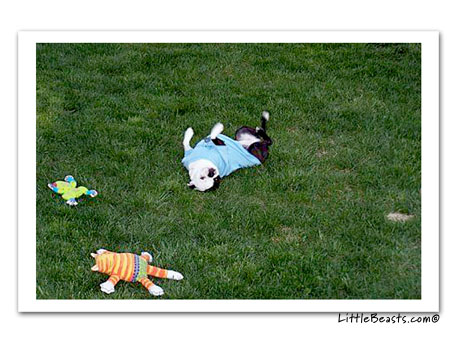 boston terrier photo Roxy