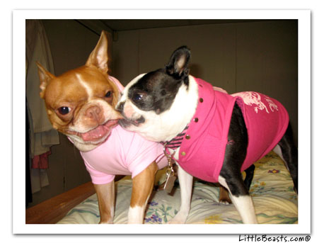 boston terrier photo Roxy