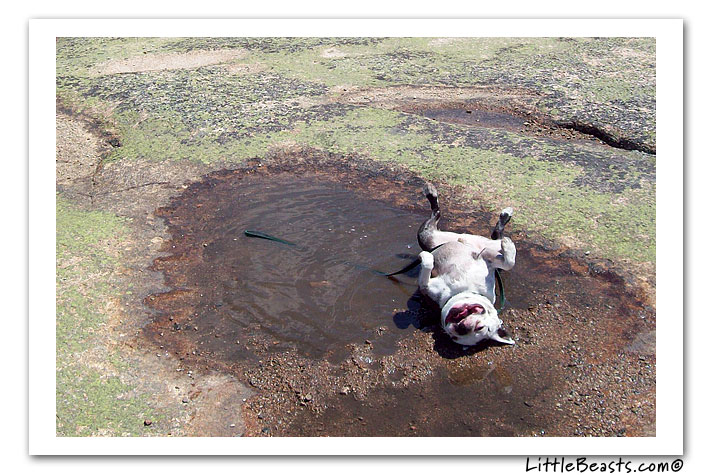 boston terrier photo of the week