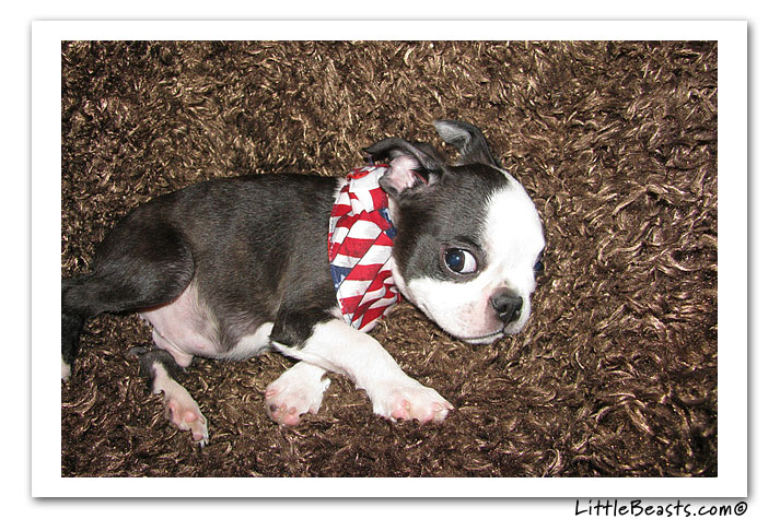 boston terrier photo of the week