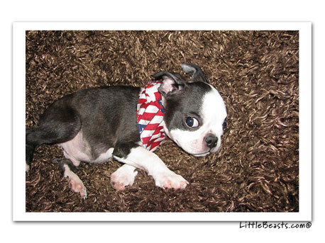 boston terrier photo Harrison