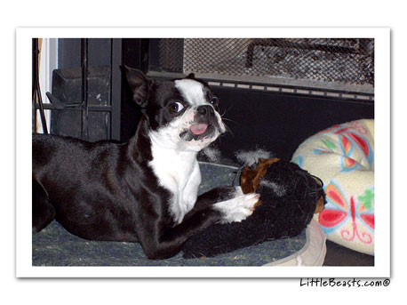 boston terrier photo Harrison