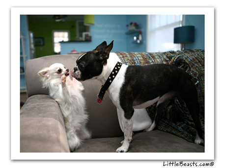 boston terrier photo norton