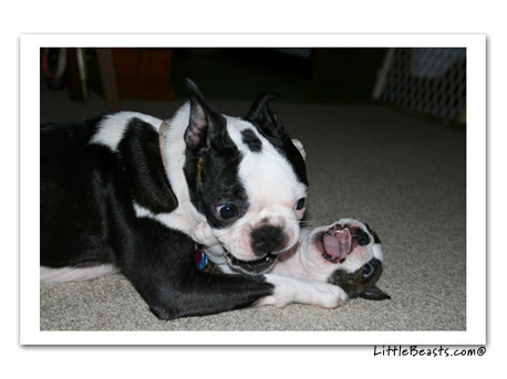 boston terrier photo Harrison