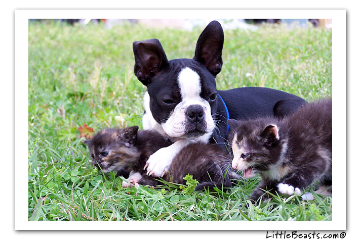 boston terrier photo of the week