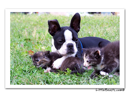 boston terrier photo Harrison