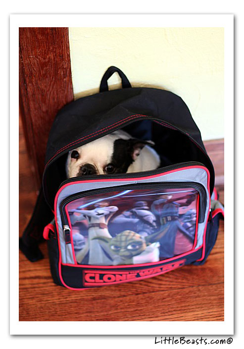 boston terrier photo of the week