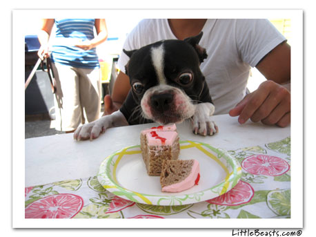 boston terrier photo Goonie