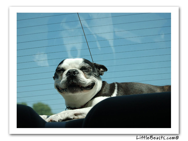 boston terrier photo of the week