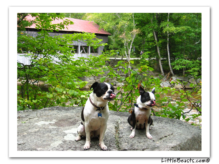 boston terrier photo of the week