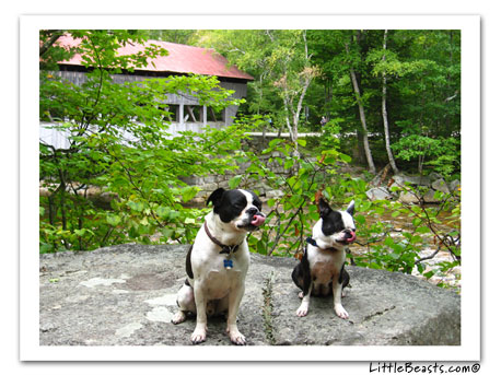 boston terrier photo Bouncer & Shannon
