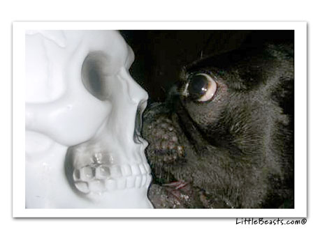 boston terrier photo Tank