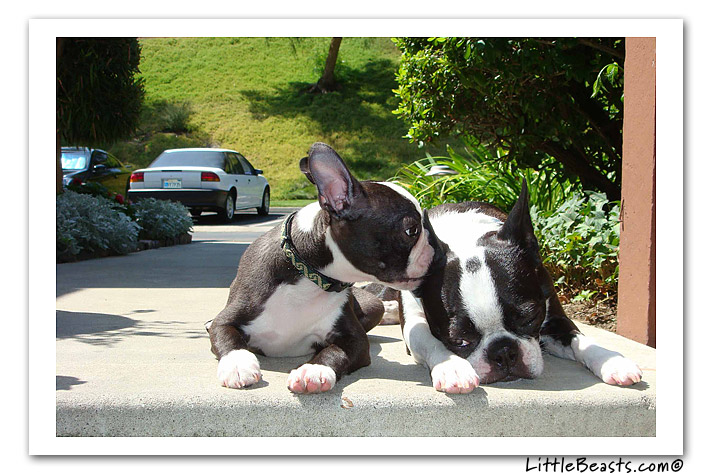 boston terrier photo of the week