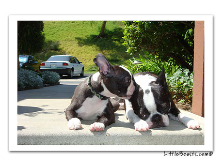 boston terrier photo Winston & Roxi