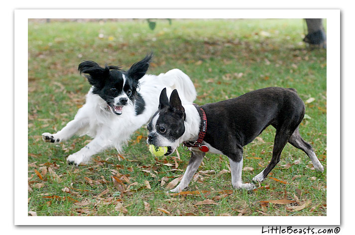 boston terrier photo of the week