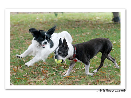 boston terrier photo Jenny