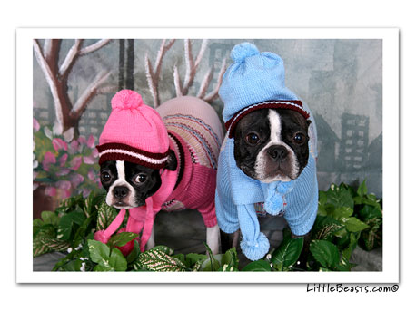 boston terrier photo Kipper & Kaycee