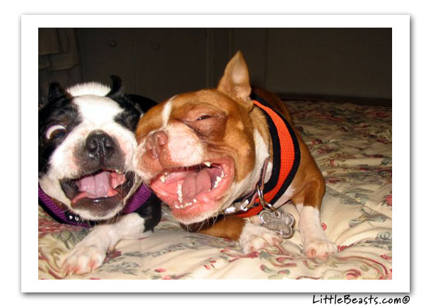 boston terrier photo of the week