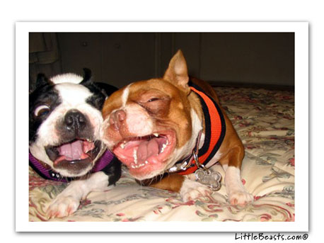 boston terrier photo norton