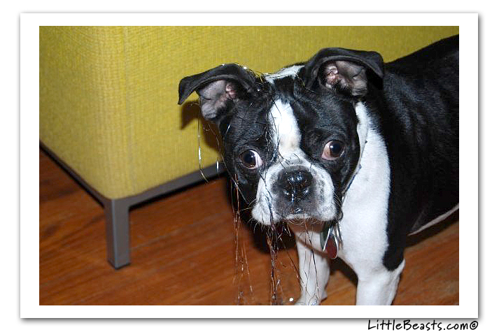 boston terrier photo of the week