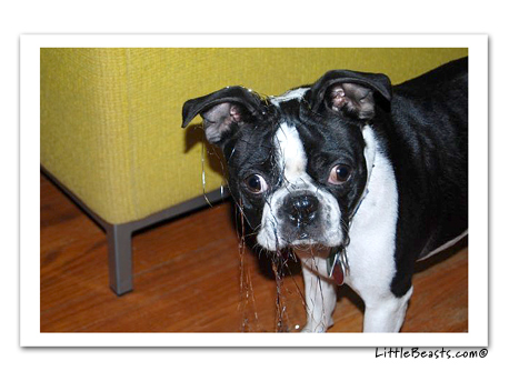boston terrier photo Daisy