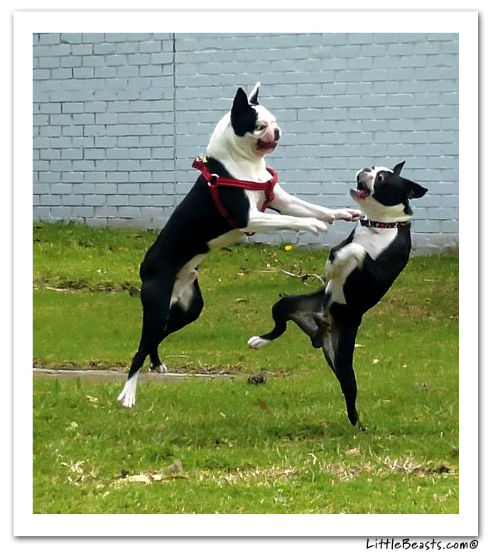 boston terrier photo of the week