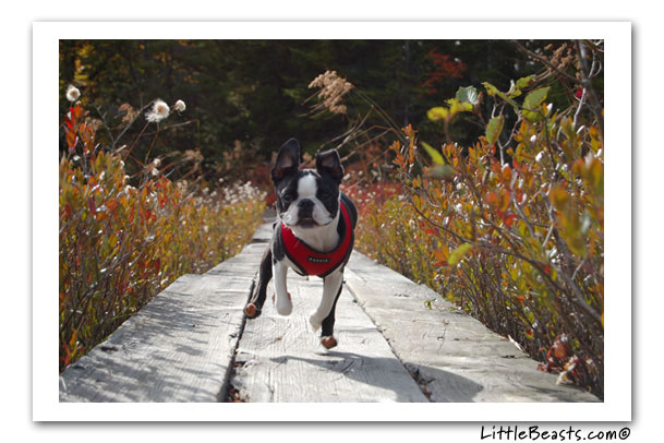 boston terrier photo of the week