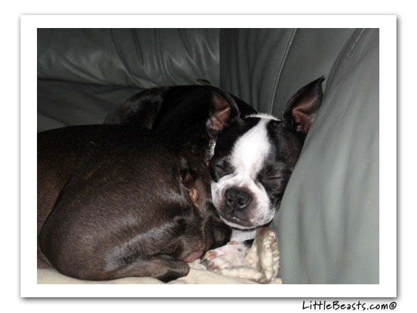 boston terrier photo of the week