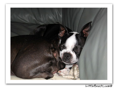 boston terrier photo 