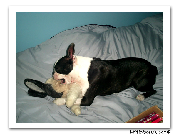 boston terrier photo of the week