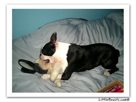 boston terrier photo bobby