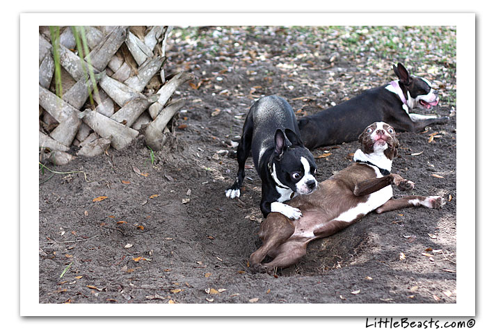 boston terrier photo of the week