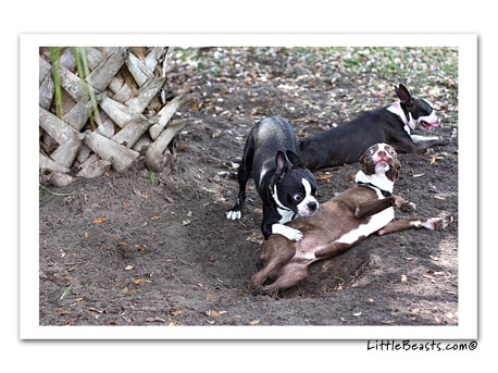 boston terrier photo 